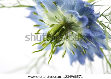 an unusual-looking picture of a nigella