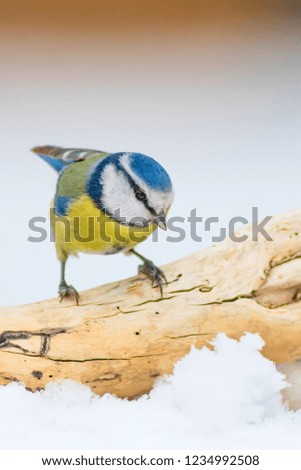 Cute bird and winter. White snow background. Bird: Eurasian Blue Tit. Cyanistes caeruleus.
