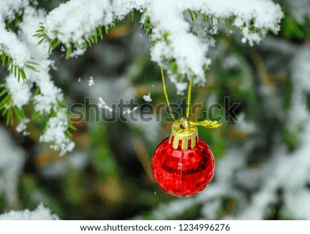On the snow-covered fir branches hanging red shiny Christmas tree toy.