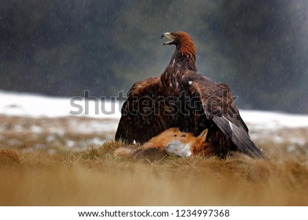 Golden Eagle feeding on killed Red Fox in the forest during rain and snowfall. Bird behaviour in the nature. Feeding scene with big bird of prey, eagle with catch, Slovakia, Europe.