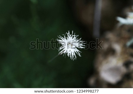 a picture of a cute little dianthus
