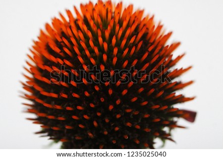 a picture of a tiger's eyes Echinacea flower