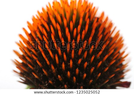 a picture of a tiger's eyes Echinacea flower