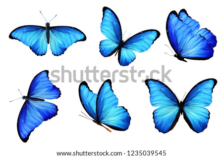 blue butterflies isolated on white background Royalty-Free Stock Photo #1235039545