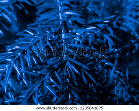 Blue colored christmas tree. Holiday christmas card