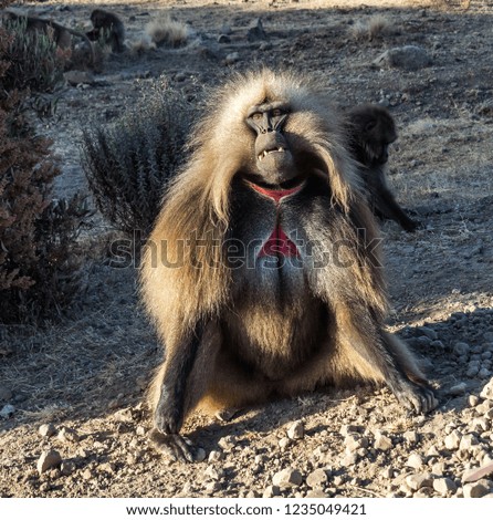 Gelada Baboon /Theropithecus Gelada/. Simien Mountains National Park. Geladas are great primates living in Ethiopia only. Africa.