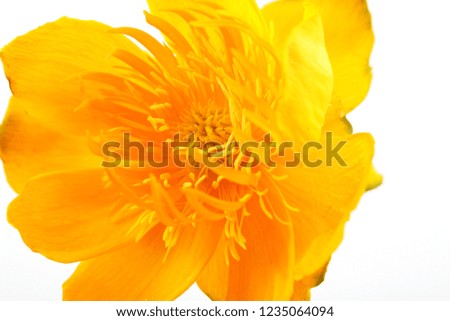 a picture of a yellow, small, beautiful flower, Trollius