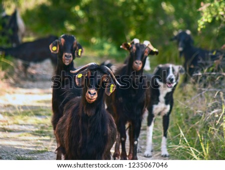 Dark brown pasturing goat looking at the camera with other goats and dog on background. 