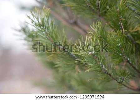 pine branches in nature