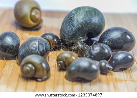 Shellfish are invertebrates in Molluscan phylum. It is located on the land and in the water is characterized by a strong calcium. Wrapped in body