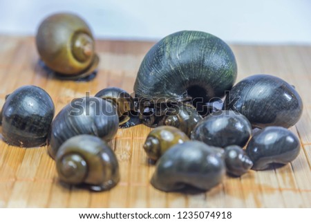 Shellfish are invertebrates in Molluscan phylum. It is located on the land and in the water is characterized by a strong calcium. Wrapped in body