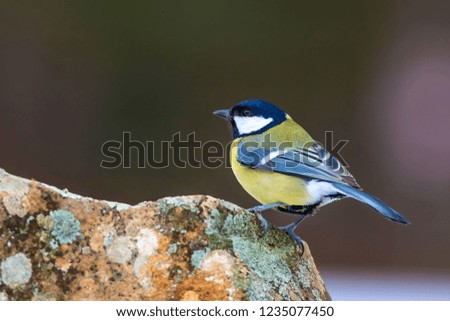 Cute little bird. Nature background. Common bird: Great Tit. Parus major.