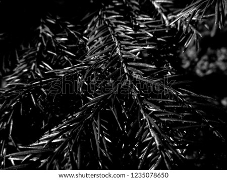 Dark b&w christmas tree - holiday christmas card. Background and Texture