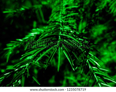 Dark green christmas tree - holiday christmas card. Background and Texture