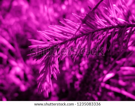 Pink christmas tree. Holiday christmas card