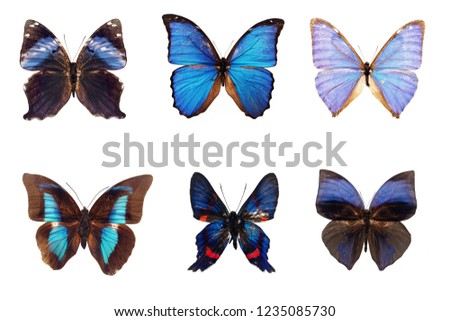 Set of six a deep black butterflies with brilliant blue spots on its wings isolated on white background.