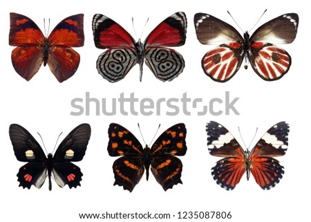 Set of six Orange butterflies with marking light black on a wing  isolated on white background