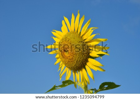 Giant sunflower is in bloom on a brilliant blue sky with great upper copy space.  Close up sunflower