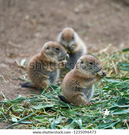 young prairie dogs during feeding                               