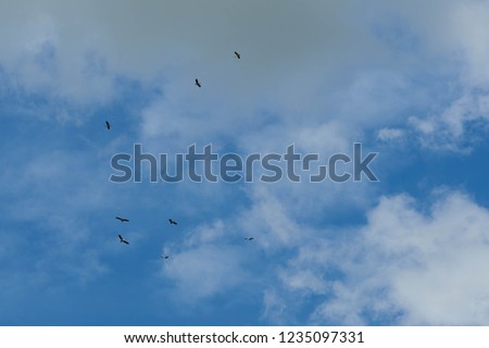 a flock of birds on sky