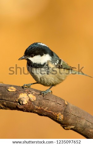 Cute little bird. Natural colorful background. Bird: Coal Tit. Periparus ater.