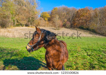 Horse in a green meadow on a hill in sunlight at fall