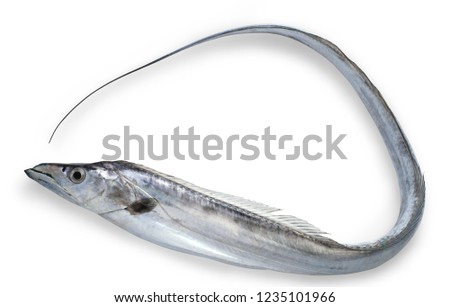 Tachiuo (Scabbard fish, frost fish,  cutlassfish, hairtail) Royalty-Free Stock Photo #1235101966