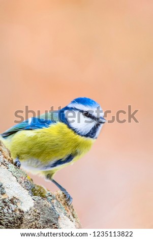 Cute small bird. Natural background. Bird: Eurasian Blue Tit. Cyanistes caeruleus.