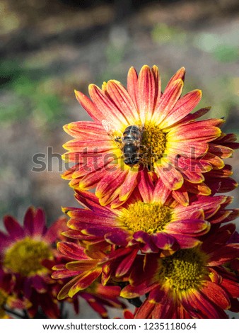 Bouquet of red-yellow chrysanthemums. Annuals chrysanthemum background autumn card. Floral background. Chrysanthemums in the garden.