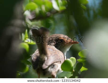close up of small australian superb fairy wren brown female sitting on branch in backyard garden