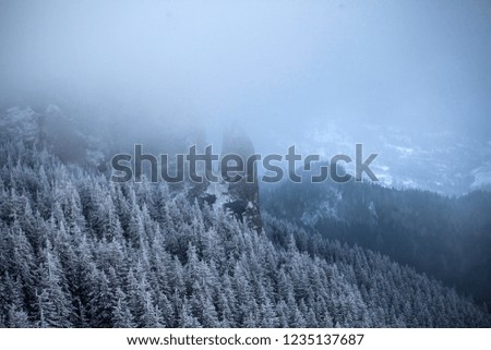 Christmas and New Year background with winter trees in mountains covered with fresh snow - Magic holiday background
