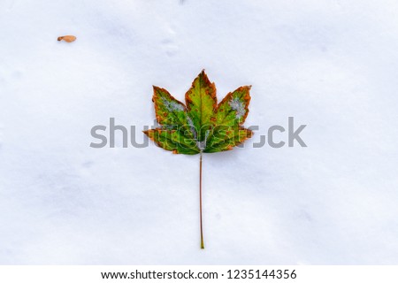 bright autumn green leaf with orange edges lies on clean white snow