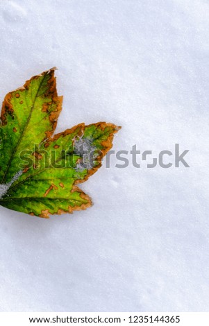 bright autumn green leaf with orange edges lies on clean white snow