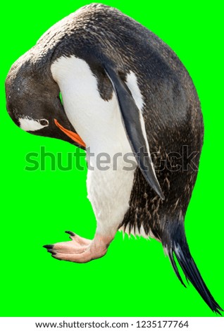 Gentoo penguin. isolated on green background