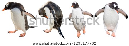 Gentoo penguins. isolated on white background