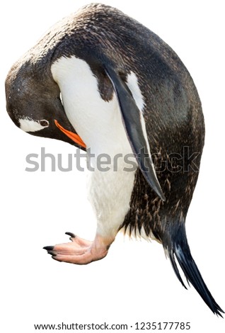 Gentoo penguin. isolated on white background