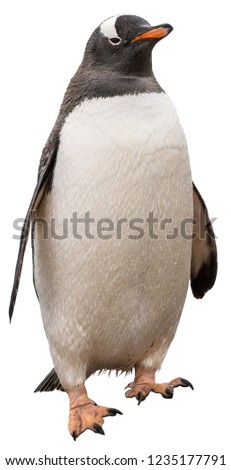 Gentoo penguin. isolated on white background
