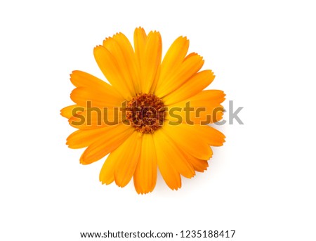 one marigold flower head isolated on white background. calendula flower. top view