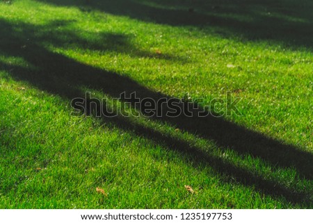 Green lawn. Green lawn with black shadows from the tree