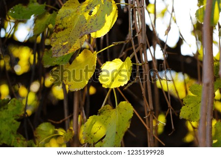 autumn  yellow leaves on the tree. Macro of flower and plants. brown tree branch bud.