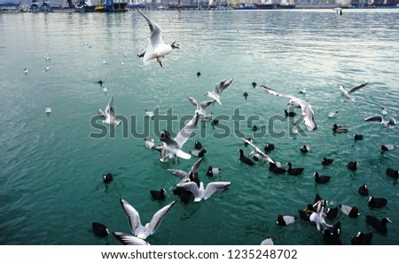 seagulls and ducks are swimming in the sea
