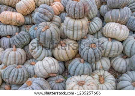 Pumpkin halloween vegetable Thanksgiving