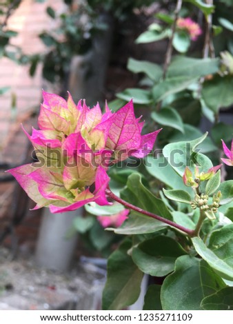 Botanical plants of nepal..Kathmandu Nov 20/2018.