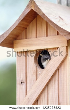 A fledgling sparrow peeks out of the opening of the cedar bird house.