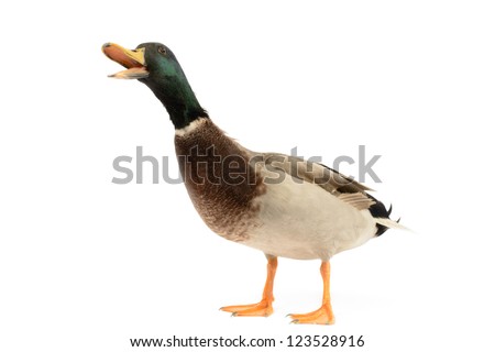 Mallard Duck, Anas platyrhynchos, isolated on white background.