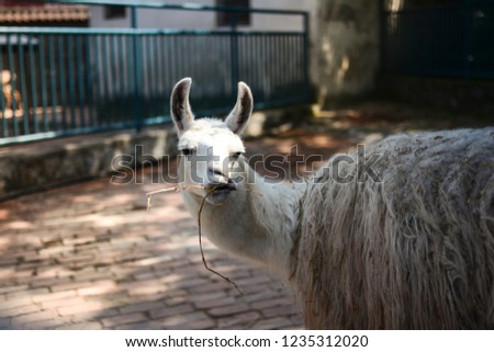 Close up photo of a lama taking a breakfast. Looking at the camera. Space for copy.