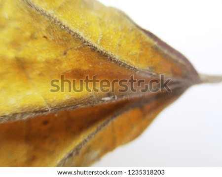 Autumn  fall leaves on white isolated background