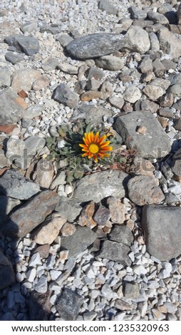 Orange flower growing in a crack between rocks