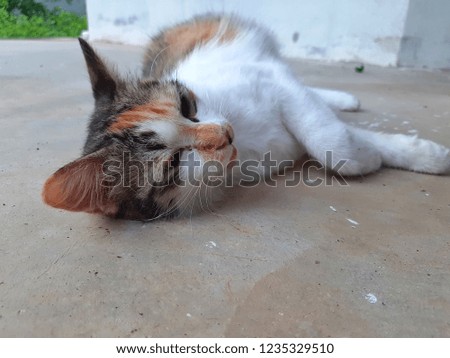 cute cat on the floor