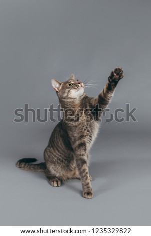 Beautiful cat in a studio against grey background